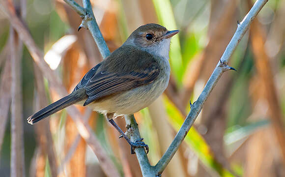 Image of Tawny-crowned Pygmy Tyrant