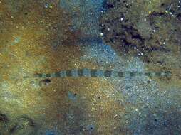 Image of Bluespotted cornetfish