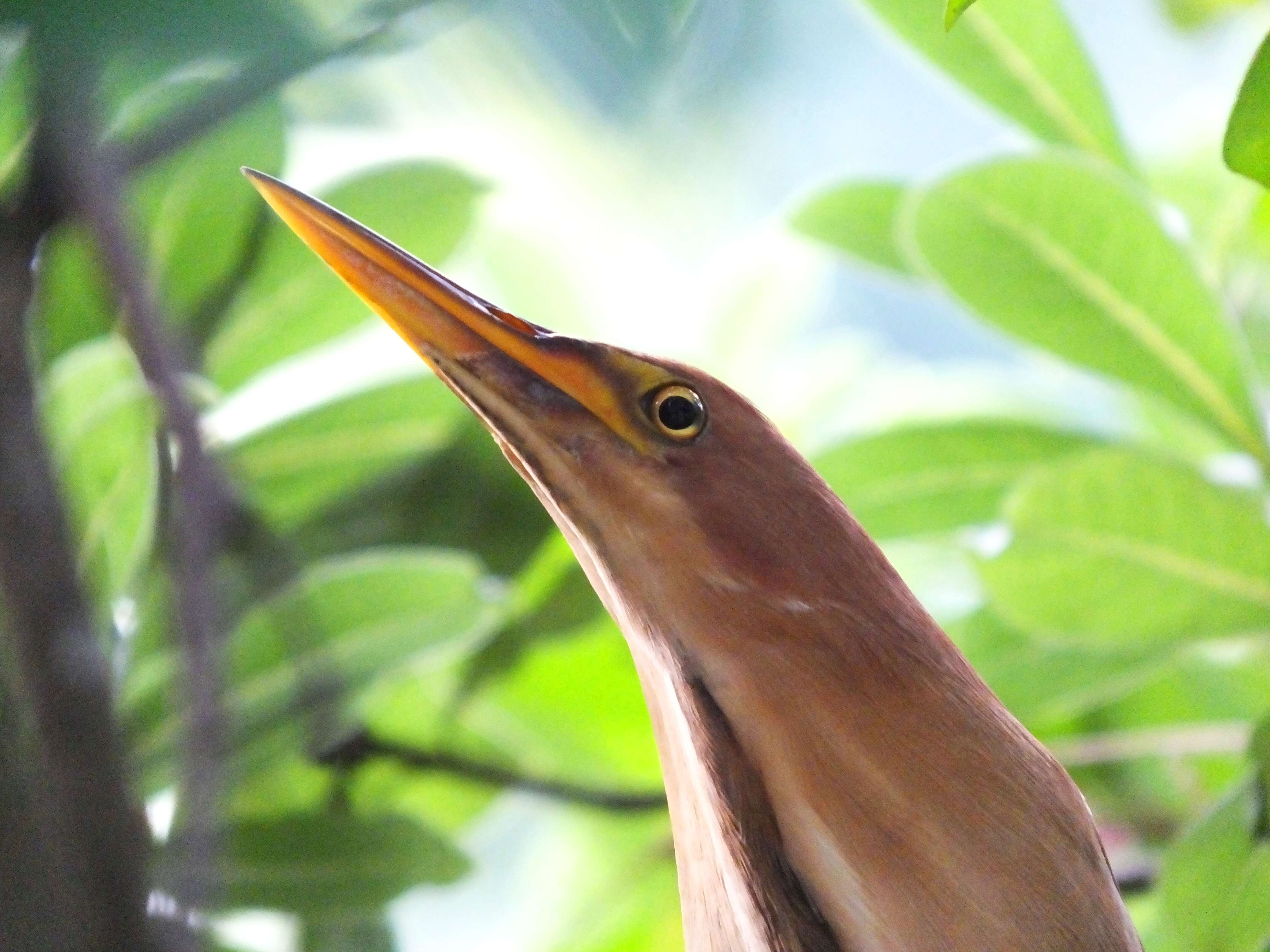 Image of Cinnamon Bittern