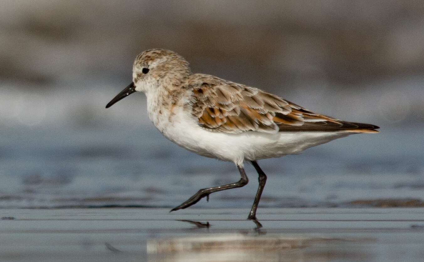 Image of Little Stint