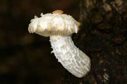 Image of Hypsizygus ulmarius (Bull.) Redhead 1984