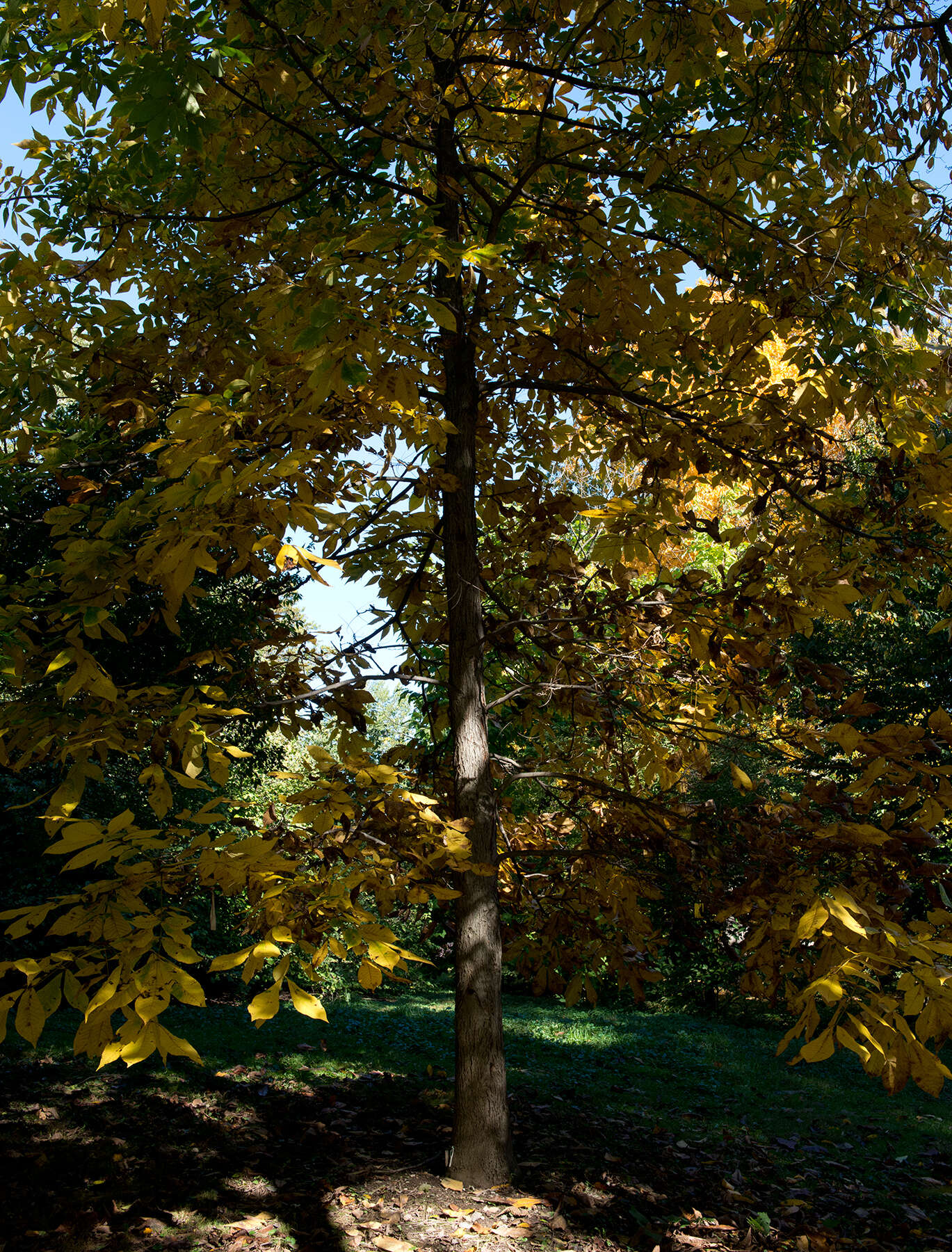 Image of shellbark hickory