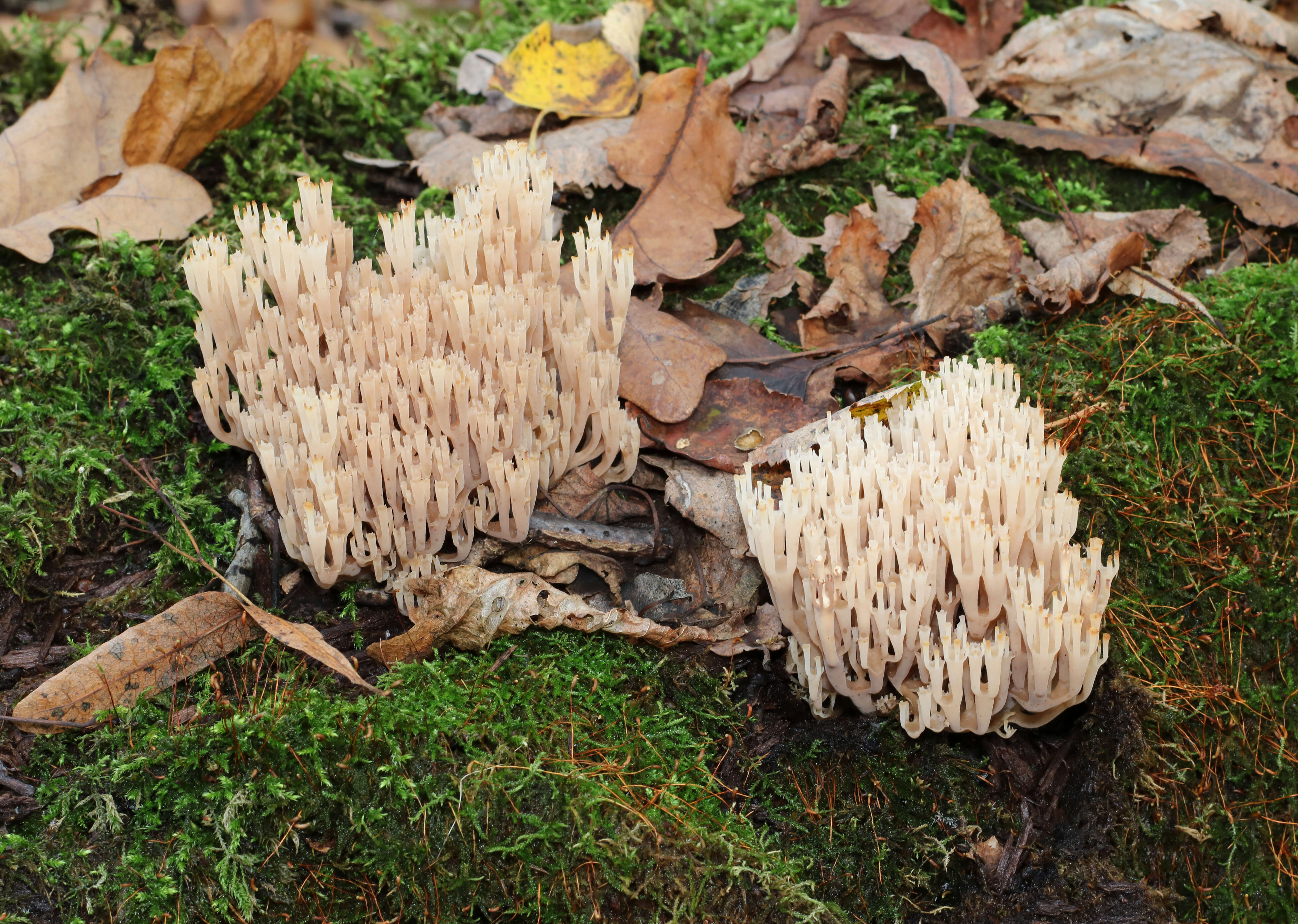 Image of Artomyces pyxidatus (Pers.) Jülich 1982