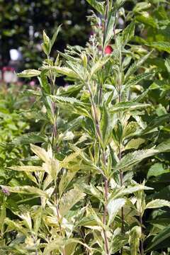 Image of lesser snakeroot