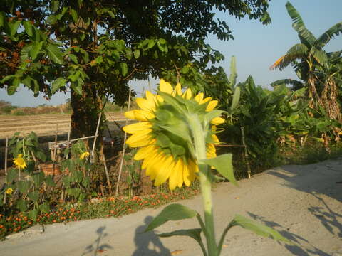 Image of common sunflower