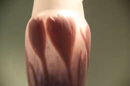 Image of colchicum