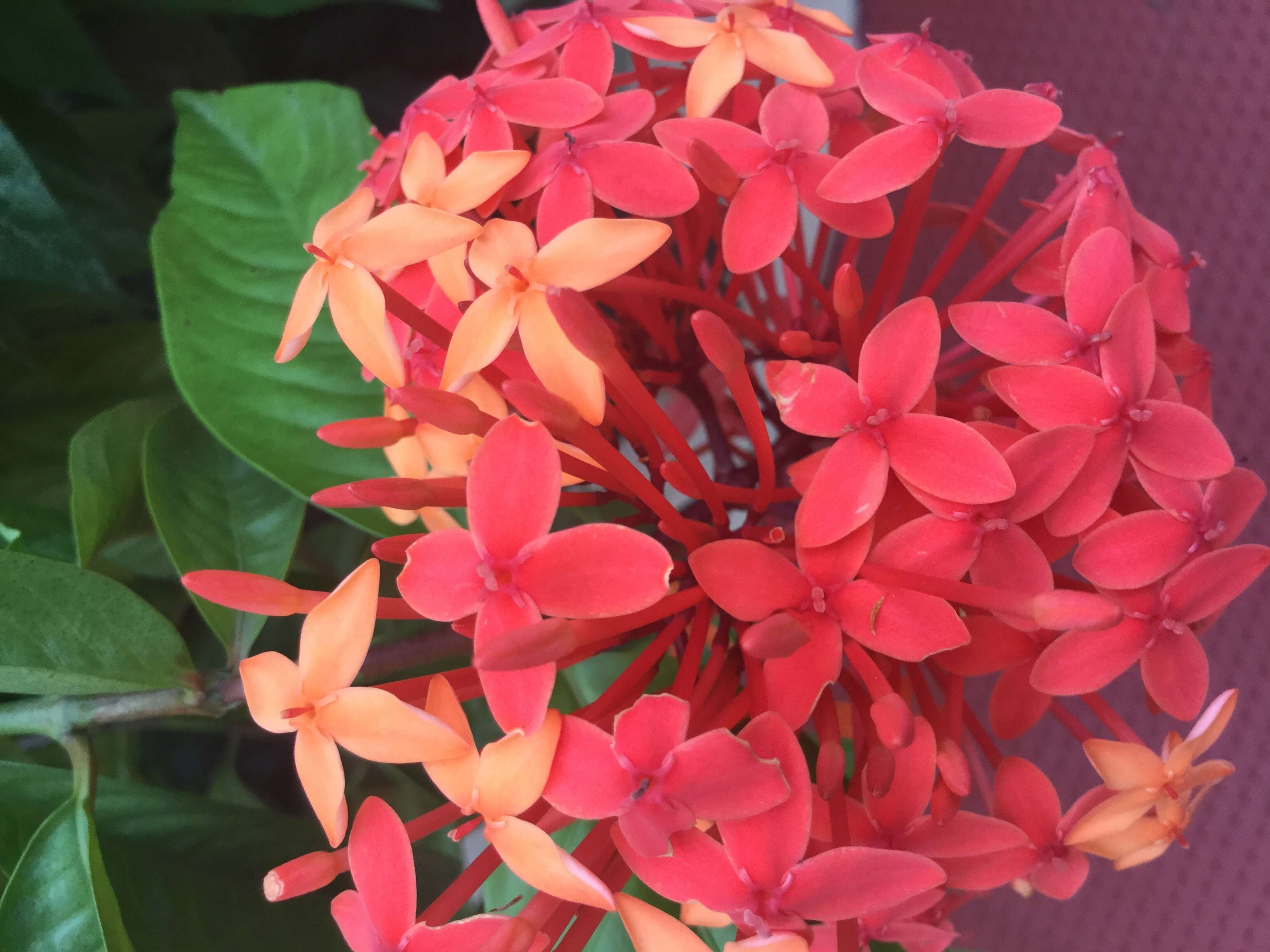 Image of ixora