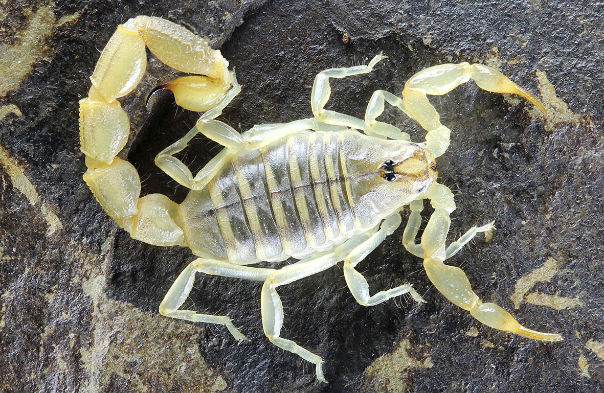 Image de Neobuthus erigavoensis