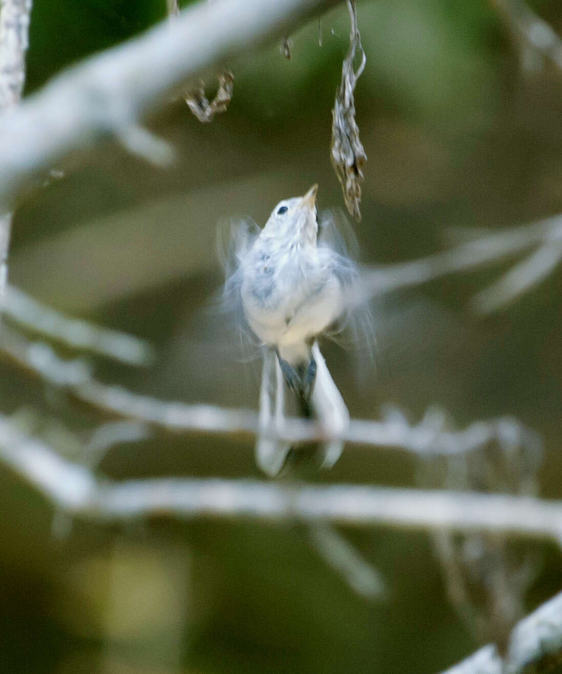 Image of gnatcatchers