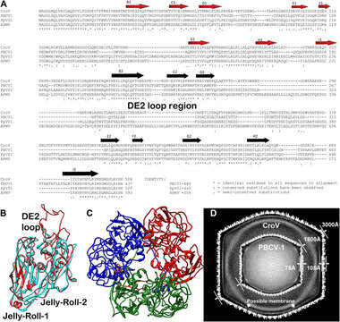 Image of Cafeteriavirus