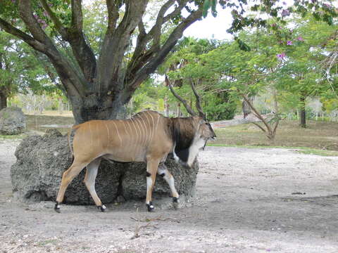 Image of giant eland