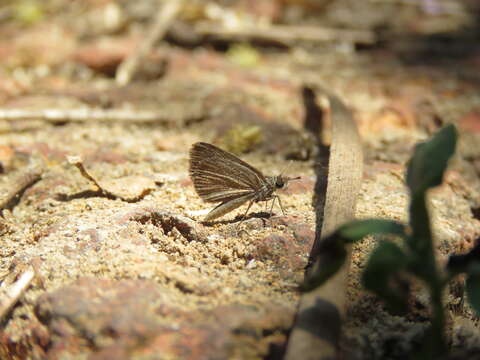 Image of Pygmy Scrub-hopper