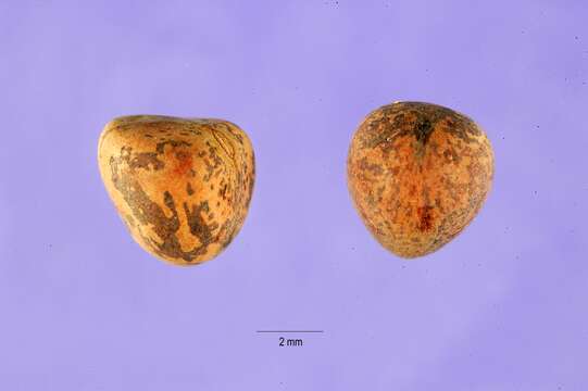 Image of blister vetch