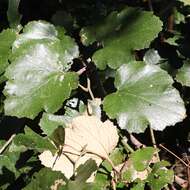 Image of palmleaf dewberry