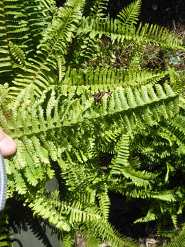 Image of sword ferns