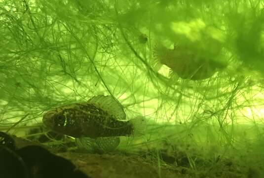 Image of pygmy sunfishes