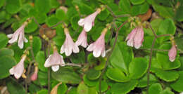 Image of Twinflower