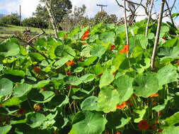 Image of Garden Nasturtium