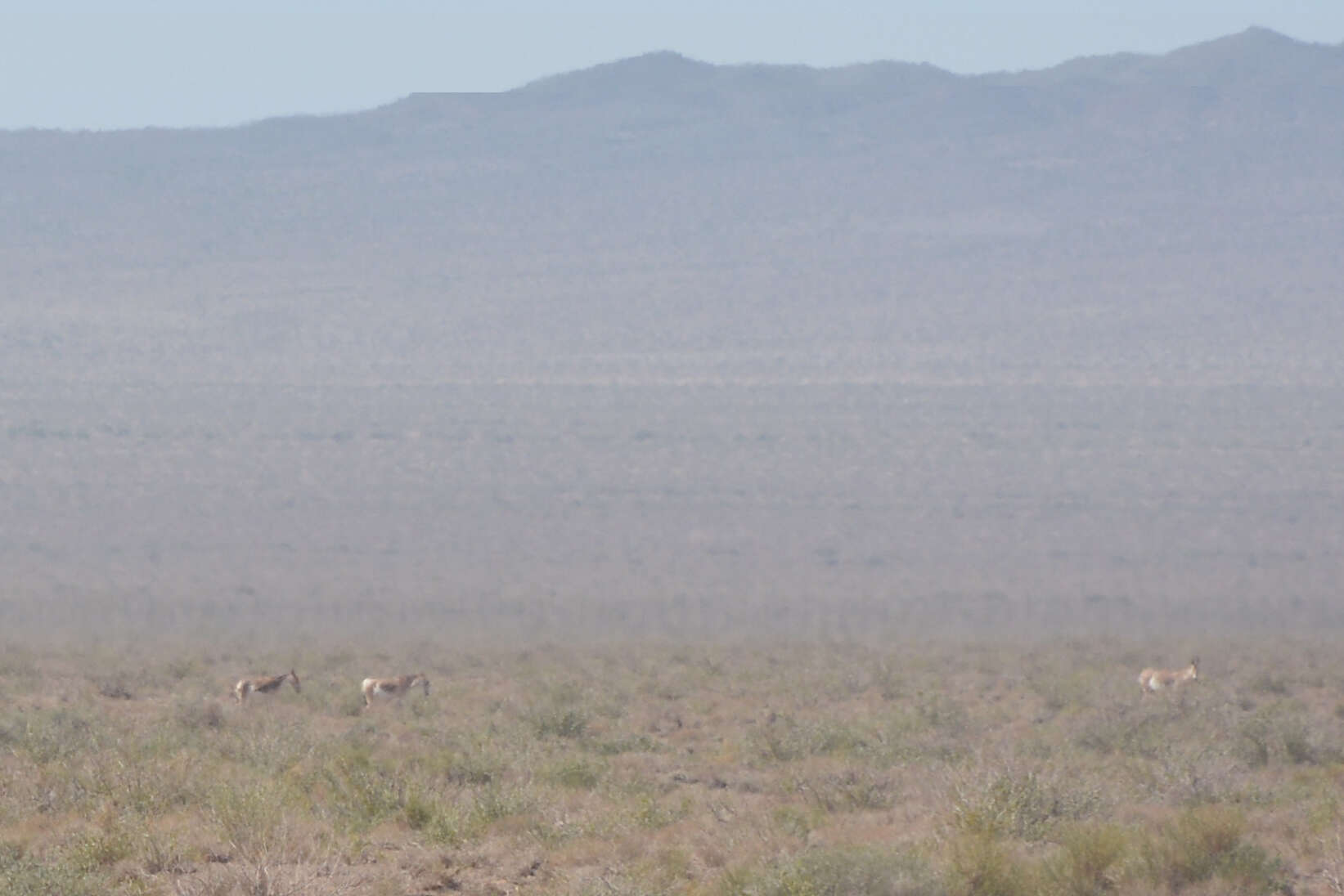 صورة Equus hemionus onager Boddaert 1785