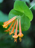 Image of Orange Honeysuckle