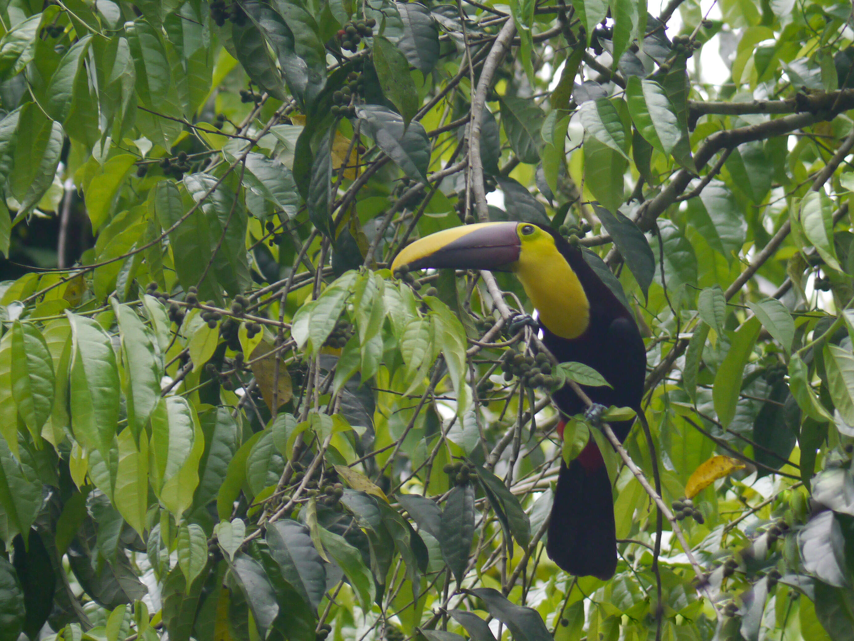 Image of Chestnut-mandibled Toucan