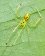 Image of Theridion grallator Simon 1900