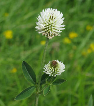 Imagem de Trifolium montanum L.