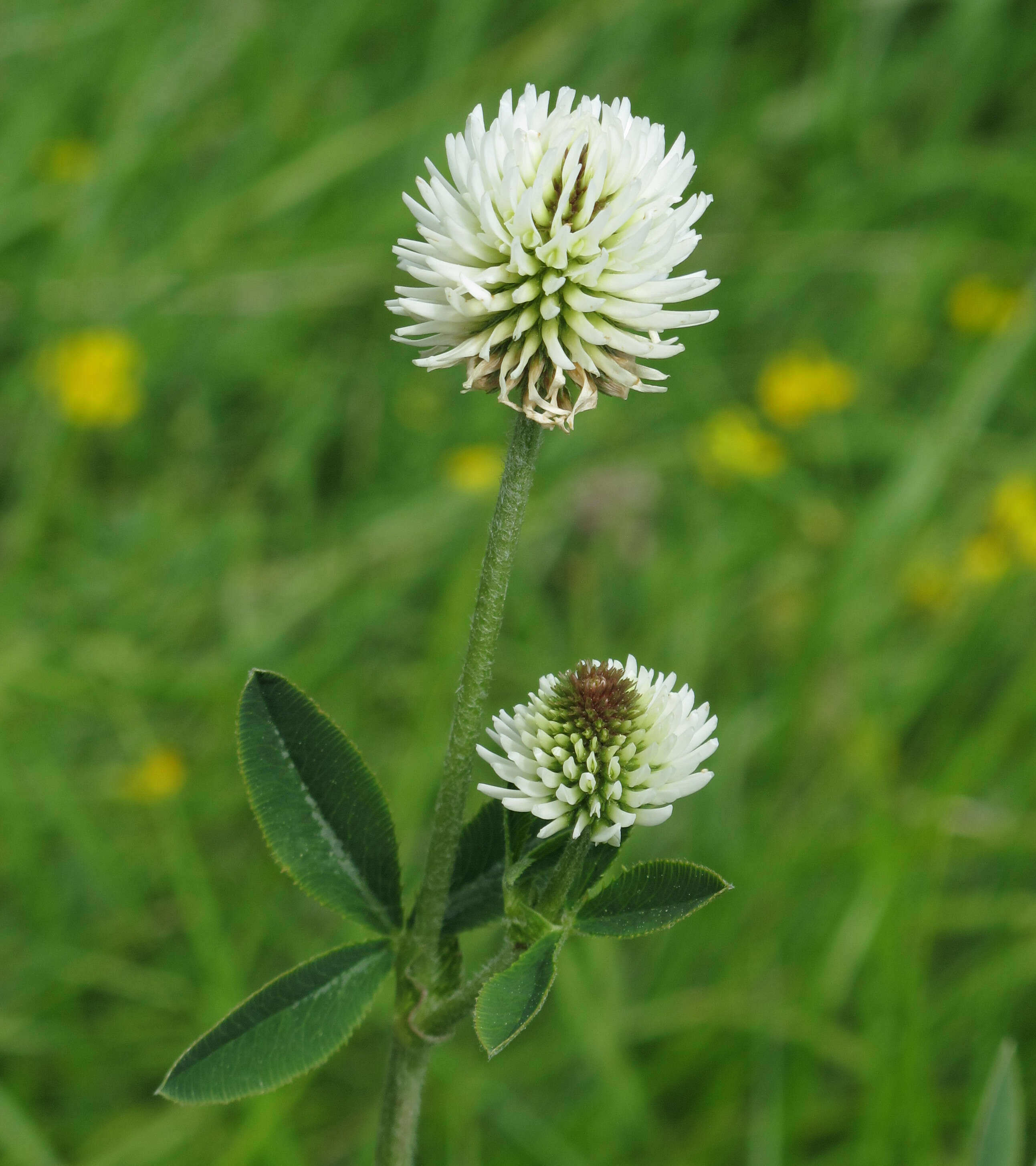 صورة Trifolium montanum L.