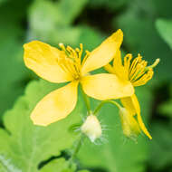 Image of celandine