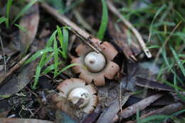 Plancia ëd Geastrum triplex Jungh. 1840