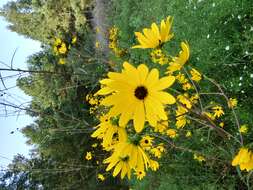 Image of swamp sunflower