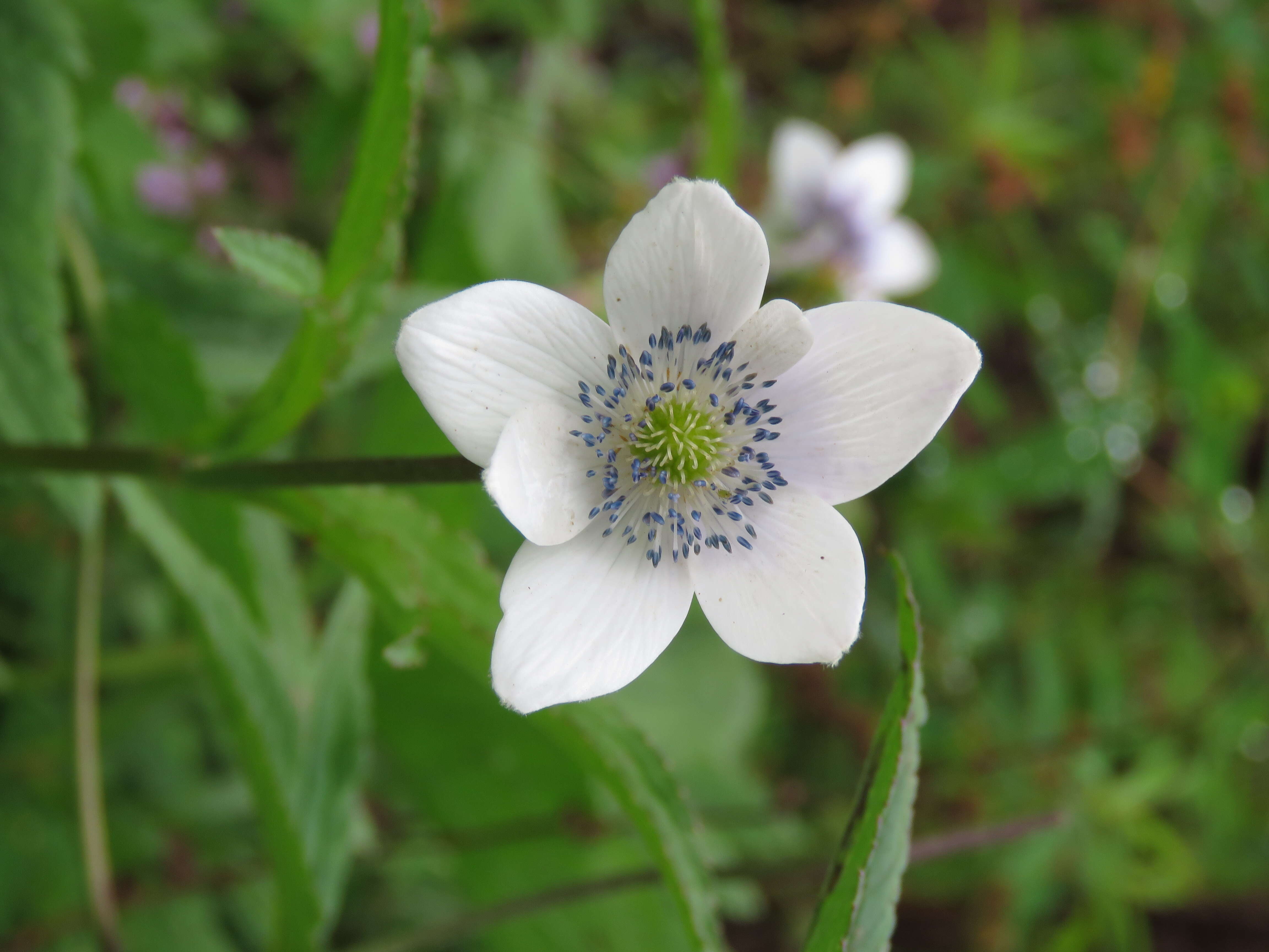 Image de <i>Anemone rivularis</i>