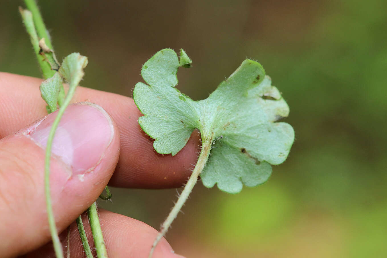 Plancia ëd Saxifraga granulata L.