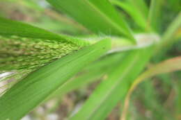 Imagem de Panicum capillare L.