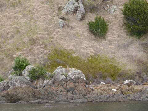 Image of narrow swordfern