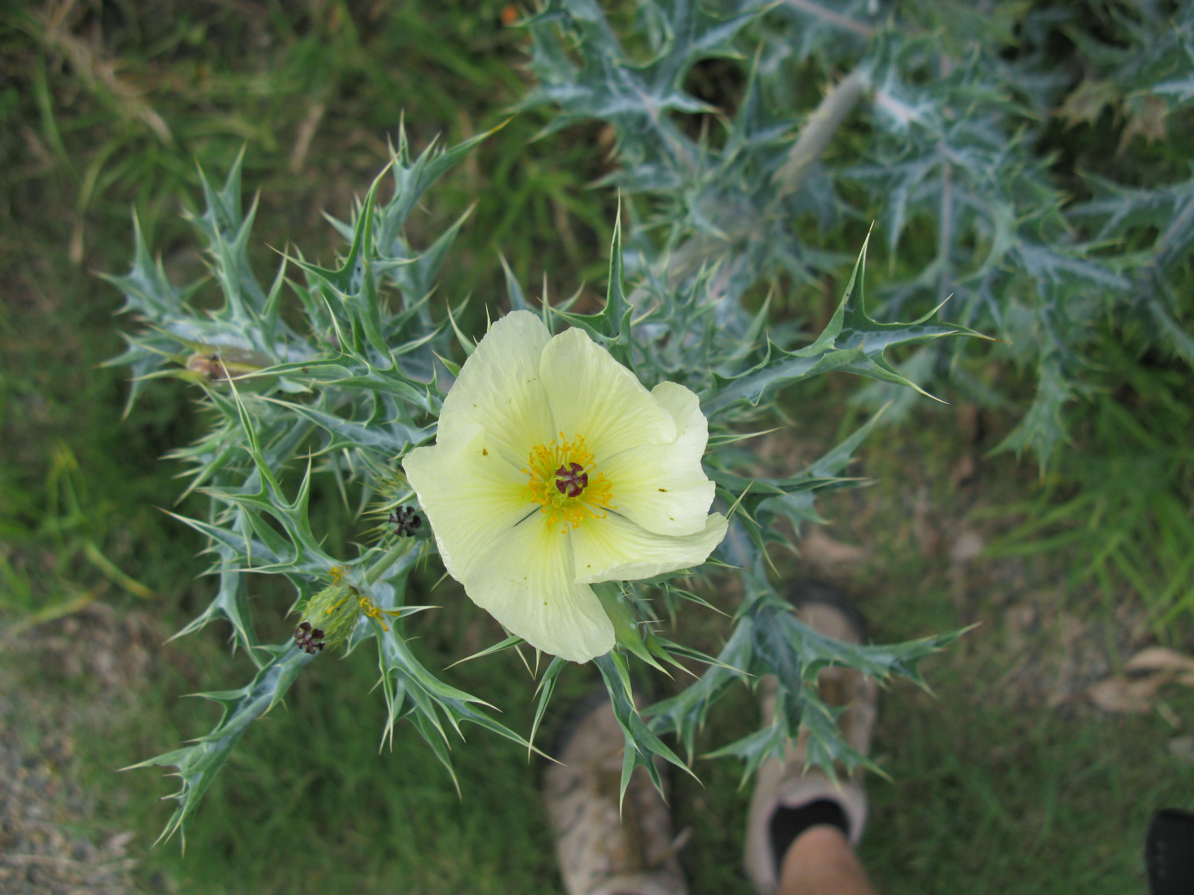Image of pale Mexican pricklypoppy