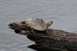 Image of Map Turtles