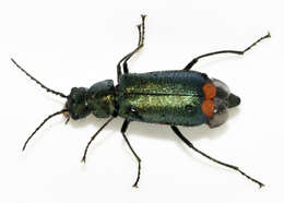 Слика од Malachius bipustulatus