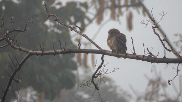 Image of Asian Barred Owlet