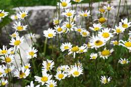 صورة Leucanthemum ircutianum (Turcz.) DC.