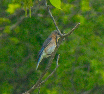 Image of Eastern Bluebird