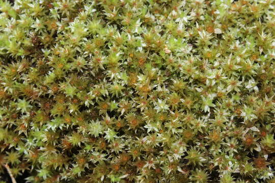 Image of common green bryum moss