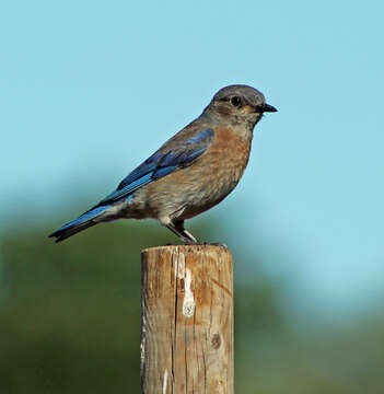 Image of Western Bluebird