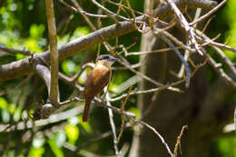 Pachyramphus aglaiae (Lafresnaye 1839) resmi