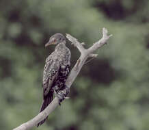 Image of Long-tailed Cormorant