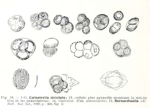 Image of Coelastrella