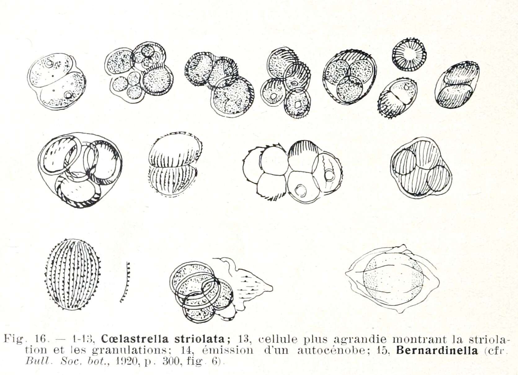 Plancia ëd Coelastrella