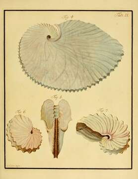 Image of argonauts and paper nautiluses