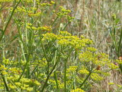 Image of wild parsnip