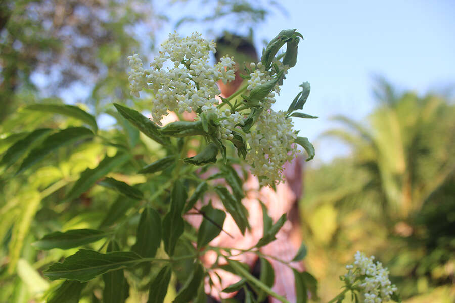 Image of Sambucus peruviana Kunth